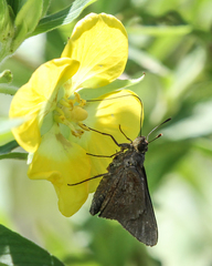 Asbolis capucinus