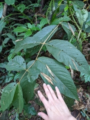 Callicarpa formosana formosana