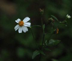 Bidens alba