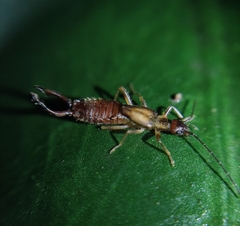 Forficulidae