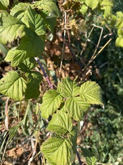 Rubus occidentalis