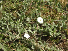 Convolvulus hermanniae
