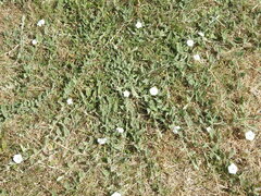 Convolvulus hermanniae