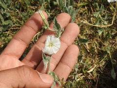 Convolvulus hermanniae