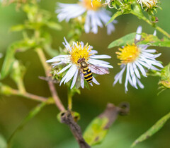 Syrphus rectus