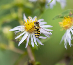 Syrphus rectus
