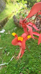 Amherstia nobilis