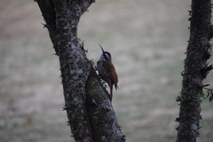 Lepidocolaptes angustirostris