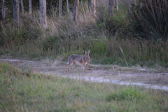 Lepus europaeus