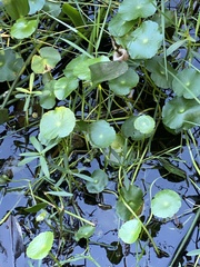 Hydrocotyle verticillata
