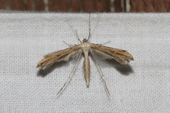 Stenoptilia bipunctidactyla