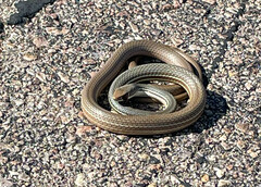 Masticophis bilineatus