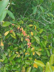Citharexylum montevidense