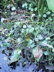 Hydrocotyle verticillata