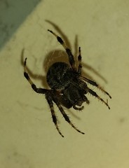 Neoscona crucifera