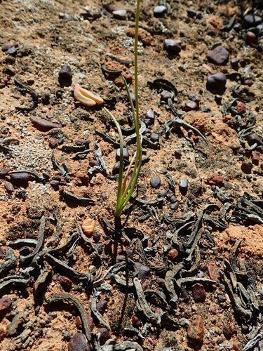 Image of Ornithogalum multifolium by no rights reserved