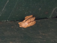 Stagmomantis carolina