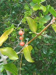 Citharexylum montevidense