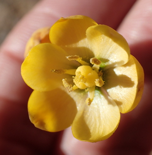 Butter Chink (Ornithogalum multifolium)