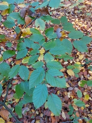 Fagus sylvatica