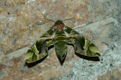 Daphnis nerii