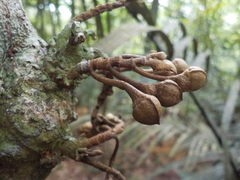 Duguetia trunciflora