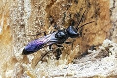 Pemphredonina