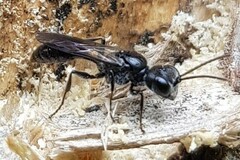 Pemphredonina