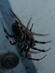 Neoscona crucifera