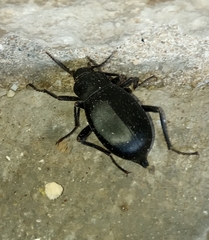 Blaps lusitanica