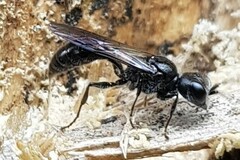Pemphredonina