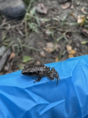 Eleutherodactylus campi