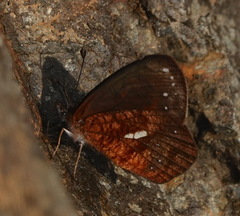 Lymanopoda ferruginosa