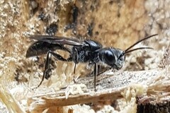 Pemphredonina