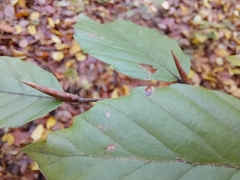 Fagus sylvatica