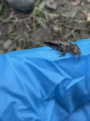 Eleutherodactylus campi