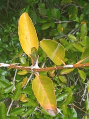 Citharexylum montevidense