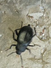 Blaps lusitanica
