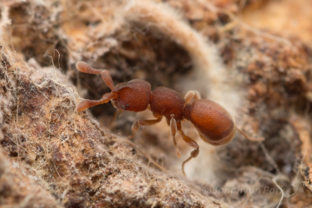 Proceratiine Ants
