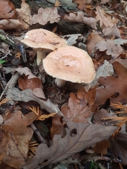 Lactarius xanthogalactus