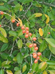 Citharexylum montevidense