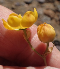 Ornithogalum multifolium