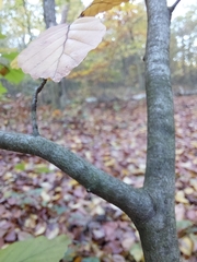 Fagus sylvatica