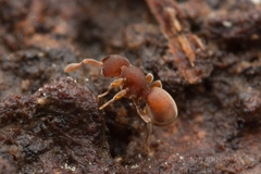 Discothyrea sauteri
