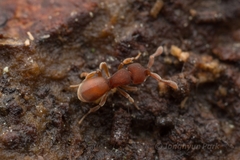 Discothyrea sauteri