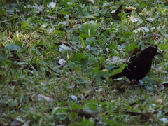 Pyriglena leucoptera