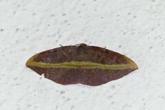 Hypochrosis iris