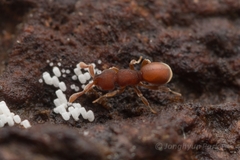 Discothyrea sauteri