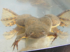 Xenopus muelleri