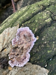 Punctularia atropurpurascens